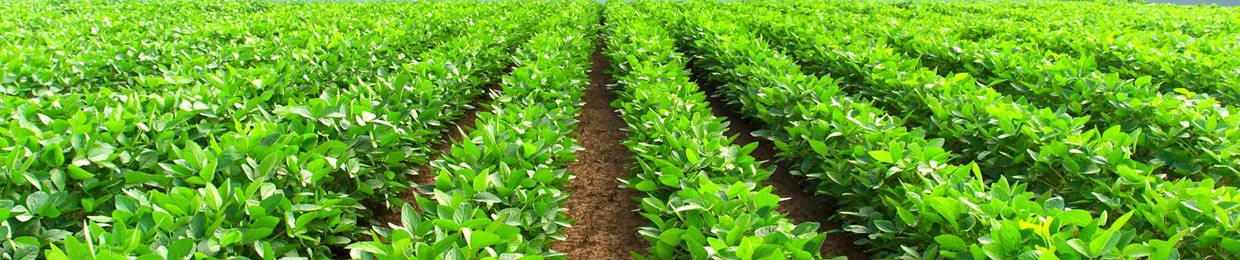 Kemgro Crop Solutions crop image for Blog page.