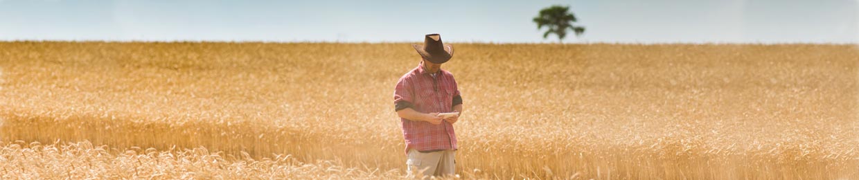 Kemgro Crop Solutions image of farmer standing in wheat field for about us page.