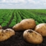 Kemgro Crop Solutions What is in healthy soils blog photo of potatoes on healthy soil with plantation in background.