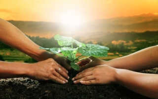 Kemgro Crop Solutions photo of man and woman planting seedling in heathy organic soil.