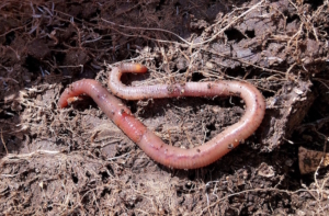 Function of earthworms in soil