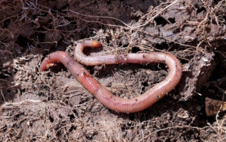 Function of earthworms in soil
