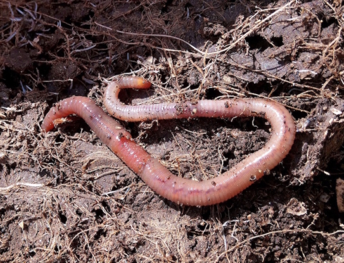 The function of earthworms in soil