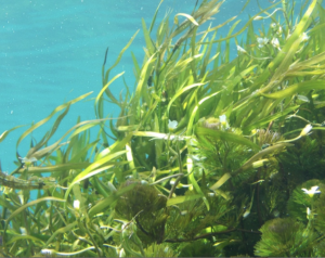 Growing crops with liquid seaweed kelp fertiliser