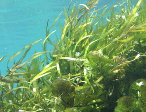 Growing crops with liquid seaweed kelp fertiliser