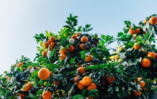 Zinc deficiencies in citrus